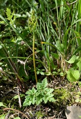 Sceptridium ternatum image
