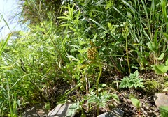 Sceptridium ternatum image