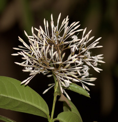 Ixora nigricans