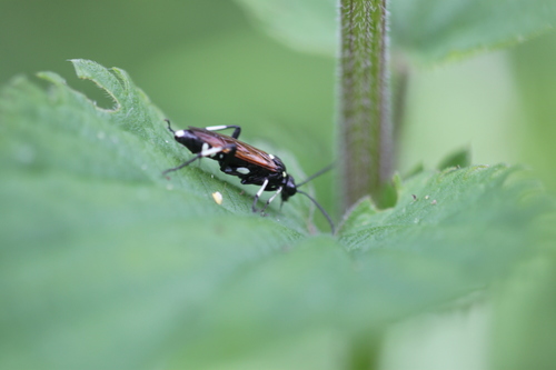 12-spot Strider, Alkmaar, Nederland, photo 7 of 10