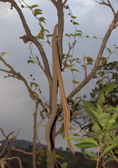 Stereospermum chelonoides