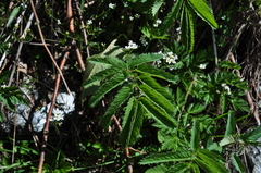 Sanguisorba dodecandra