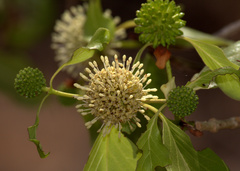 Mitragyna parvifolia