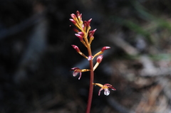 Corallorhiza maculata occidentalis