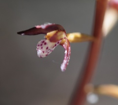 Corallorhiza maculata occidentalis