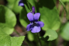 Viola adunca adunca