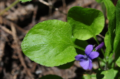 Viola adunca adunca