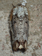 Cossula magnifica