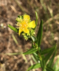 Hypericum sphaerocarpum