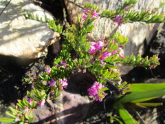 Indigofera pappei