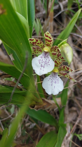 Zygopetalum pedicellatum