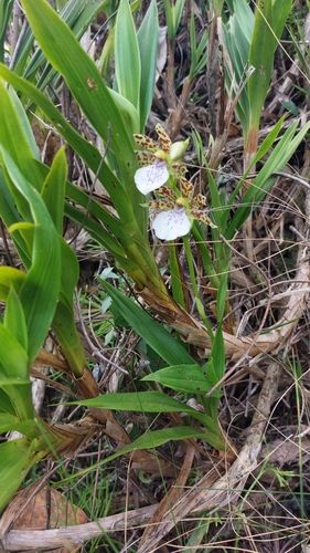 Image of Zygopetalum Mosenianum (Zygopetalum mosenianum) by (c) Daniel Duarte, some rights reserved (CC BY)