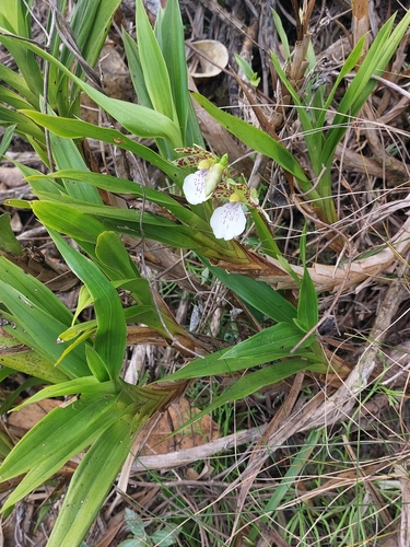 Image of Zygopetalum Mosenianum (Zygopetalum mosenianum) by (c) Daniel Duarte, some rights reserved (CC BY)