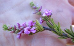 Indigofera pappei