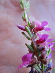 Indigofera pappei