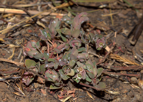 Euphorbia laciniata