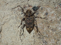 Astyleiopus variegatus