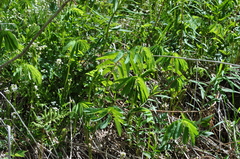 Sanguisorba dodecandra