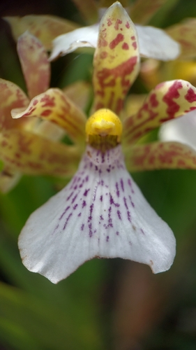 Image of Zygopetalum Mosenianum (Zygopetalum mosenianum) by (c) Daniel Duarte, some rights reserved (CC BY)