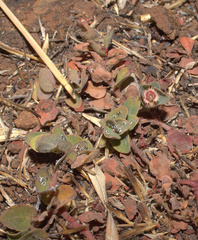 Euphorbia laciniata