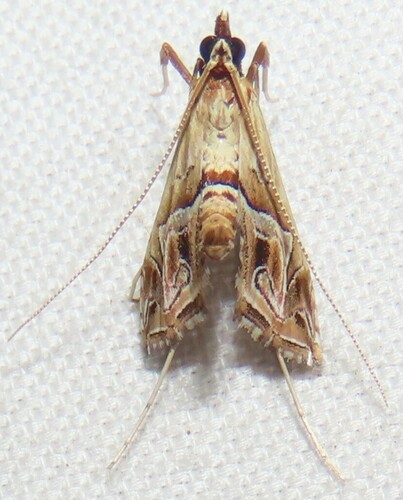 Eastern Lineodes Moth photo 3