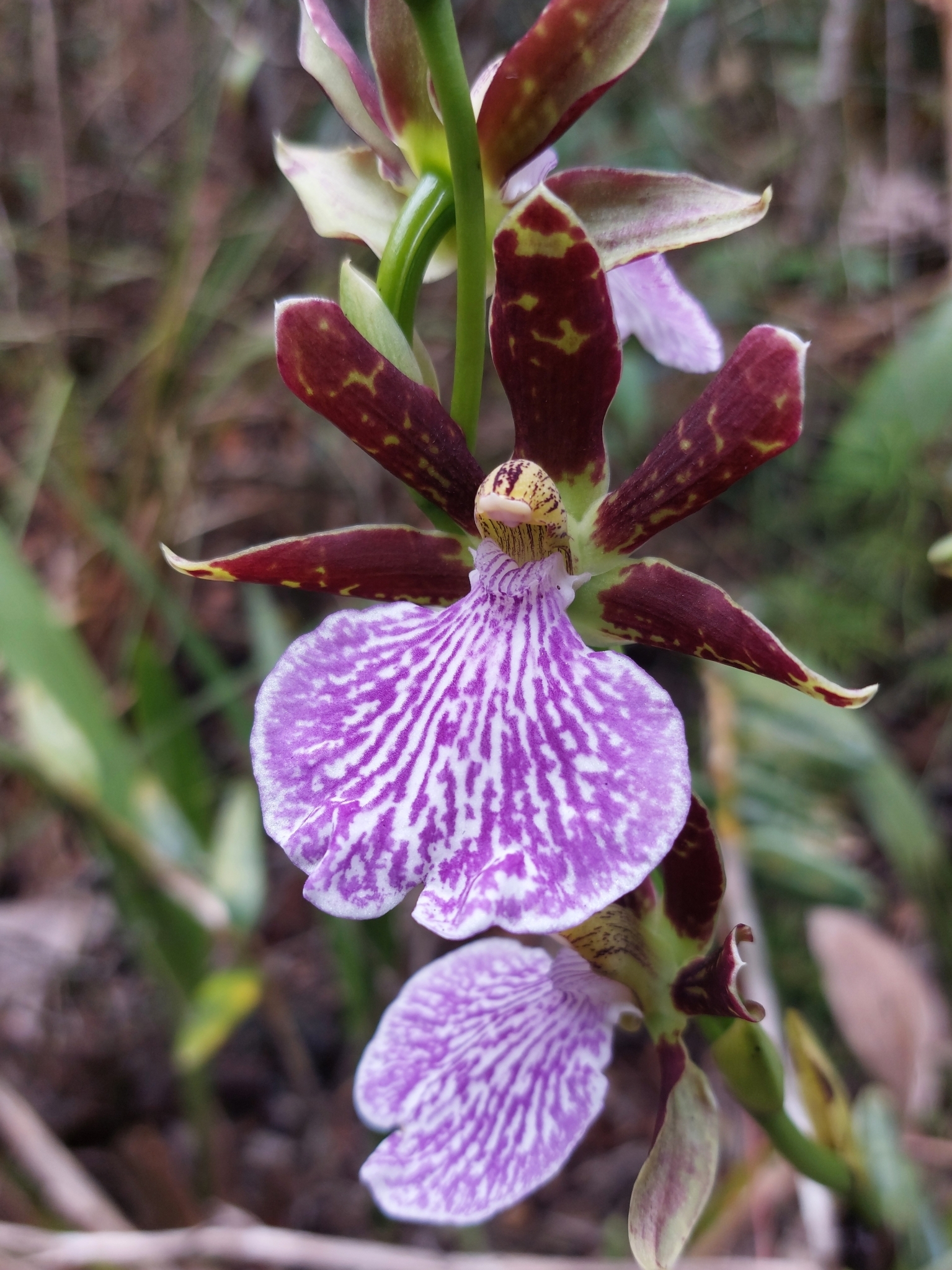 Imagem de Orquídea