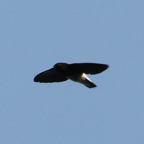 iNaturalist image
