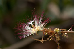 Albizia chinensis
