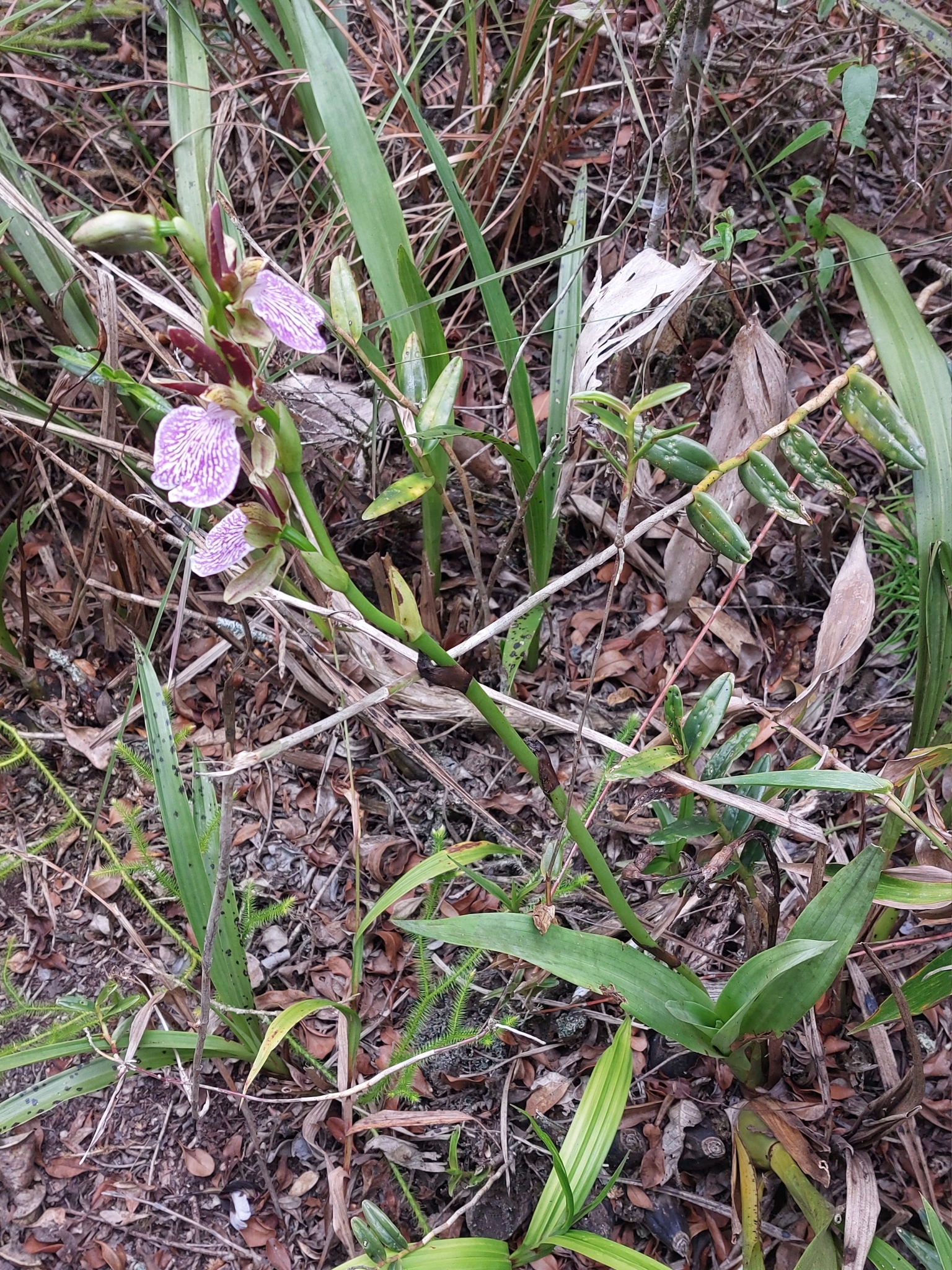 Imagem de Orquídea