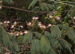 Albizia chinensis