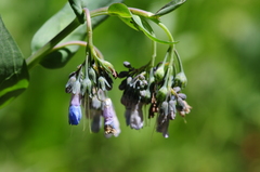 Mertensia ciliata