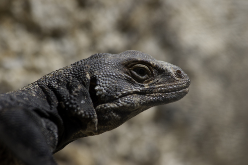 Common Chuckwalla