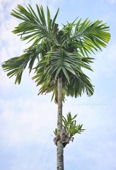 Drynaria quercifolia