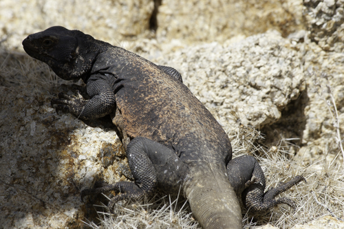 Common Chuckwalla