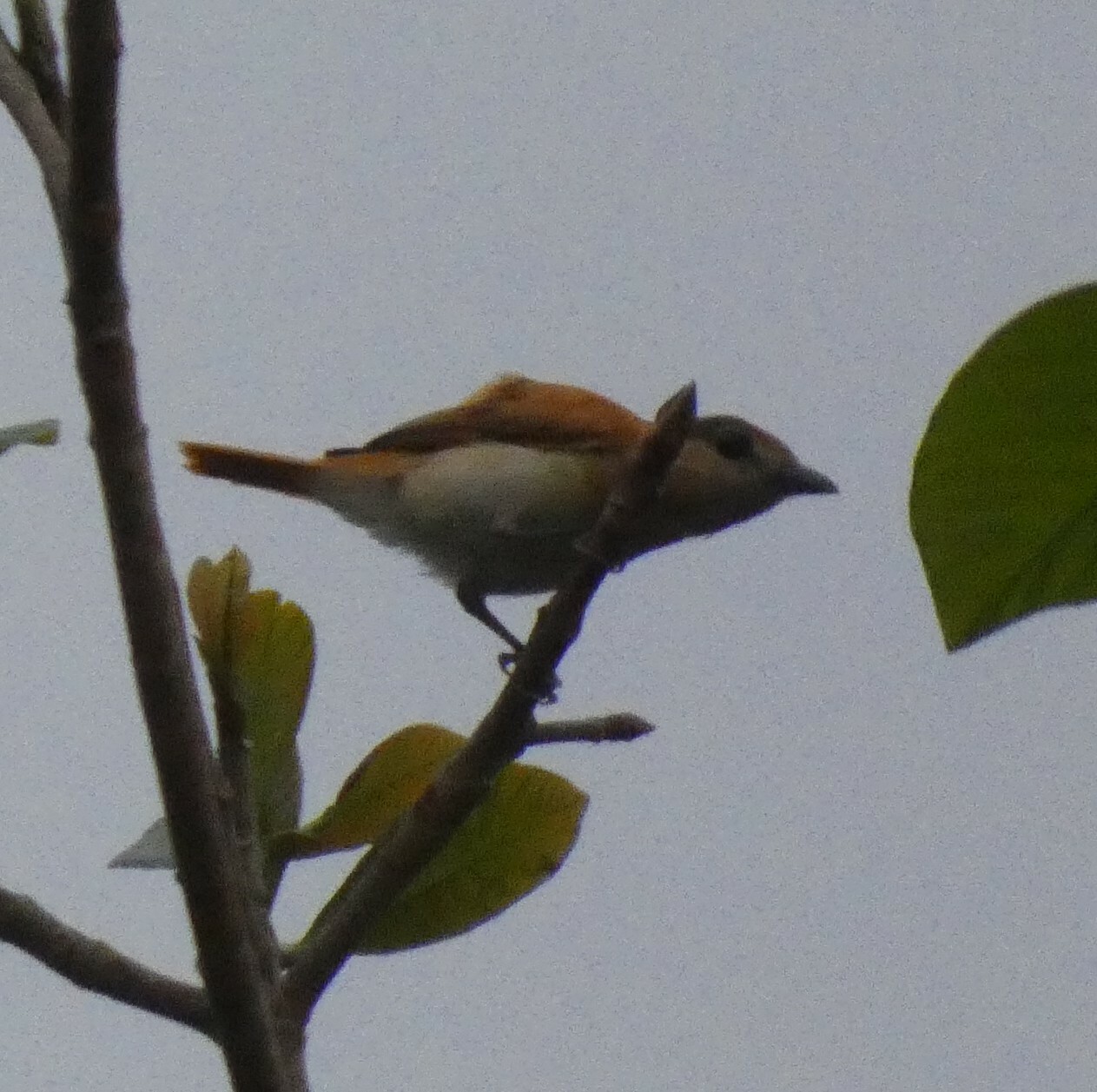 Cinereous Becard (Pachyramphus rufus), photo 5