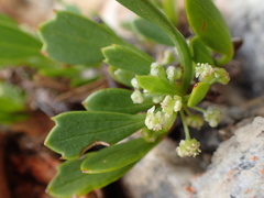 Centella triloba