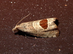 Notocelia uddmanniana