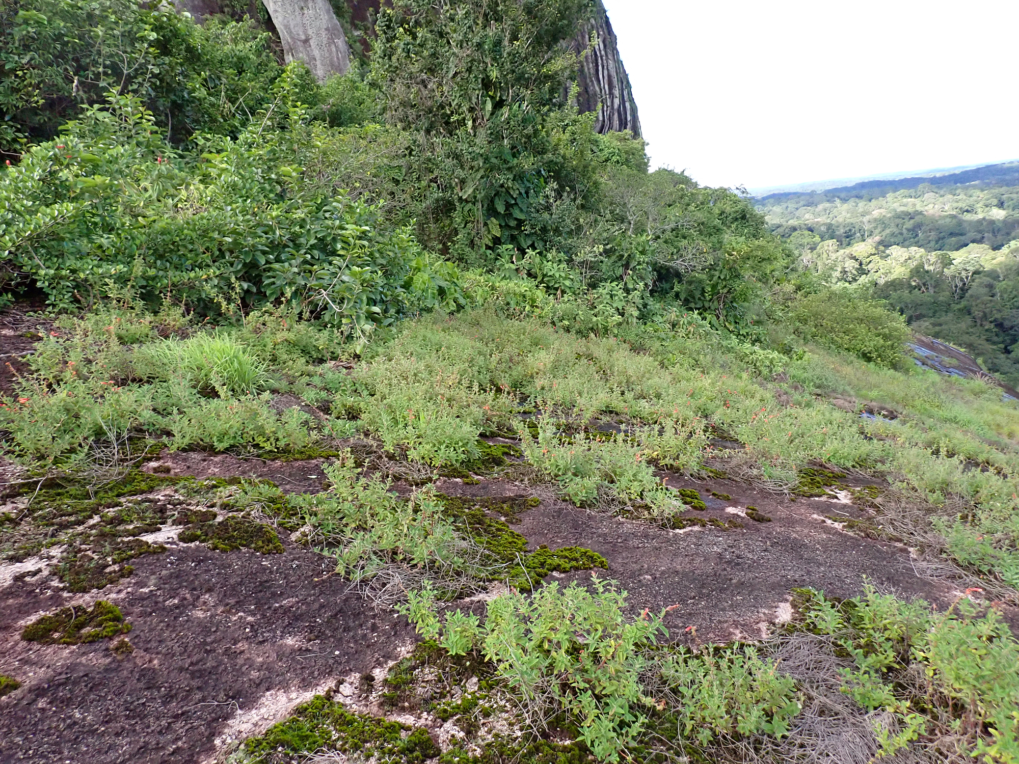 Imagem de Cipó-de-são-joão