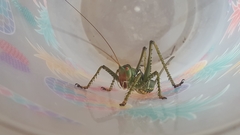 Neobarrettia spinosa