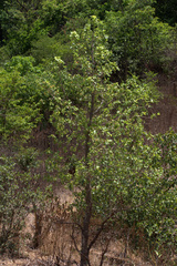 Mitragyna parvifolia