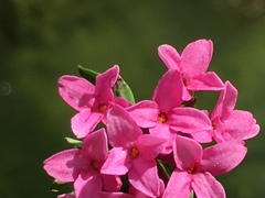 Daphne cneorum