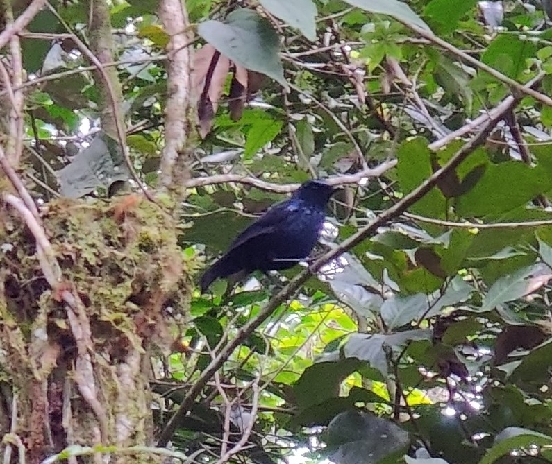 Shiny Whistling Thrush (Myophonus melanurus), photo 4