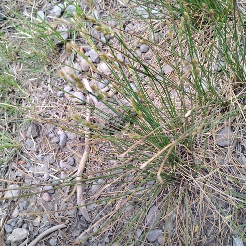 Image of Juncus parryi by (c) Bryce, some rights reserved (CC BY)
