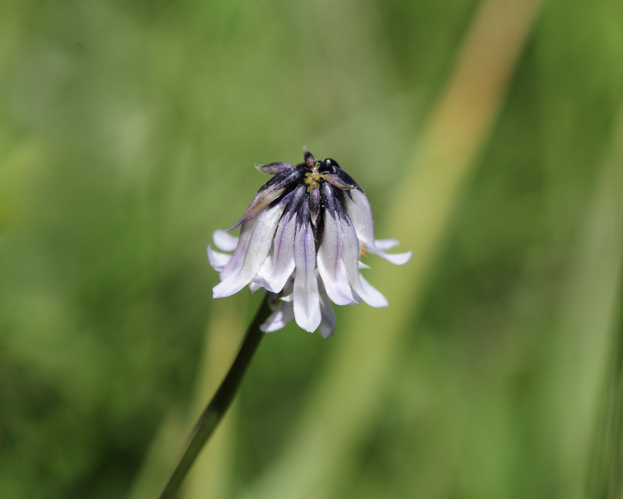 Trifolium bolanderi