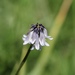Trifolium bolanderi - Photo (c) Leslie Flint,  זכויות יוצרים חלקיות (CC BY-NC), הועלה על ידי Leslie Flint