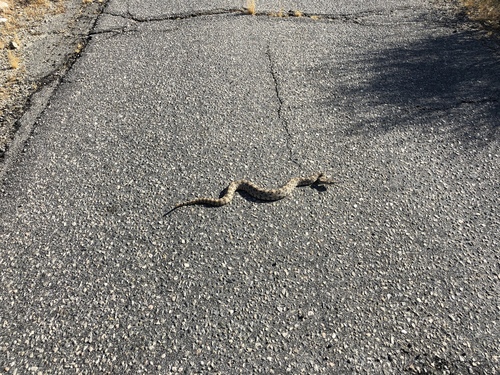 iNaturalist observation photo of Southwestern Speckled Rattlesnake