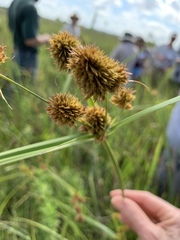 Cyperus cephalanthus