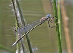 Lestes stultus