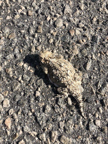 iNaturalist observation photo of Desert Horned Lizard