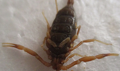 Parabuthus granulatus